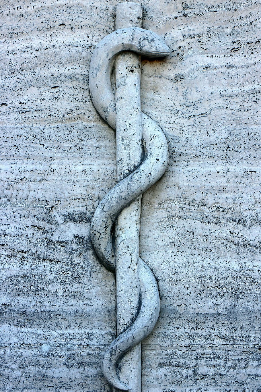 snake carved wall art, relief, symbol, rod, äskulapstab, asclepius staff, HD wallpaper