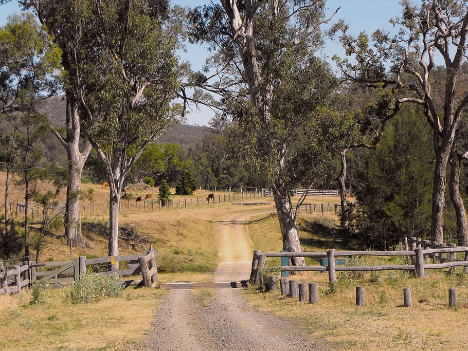 dirt path between the trees at daytime, australia, queensland, HD wallpaper