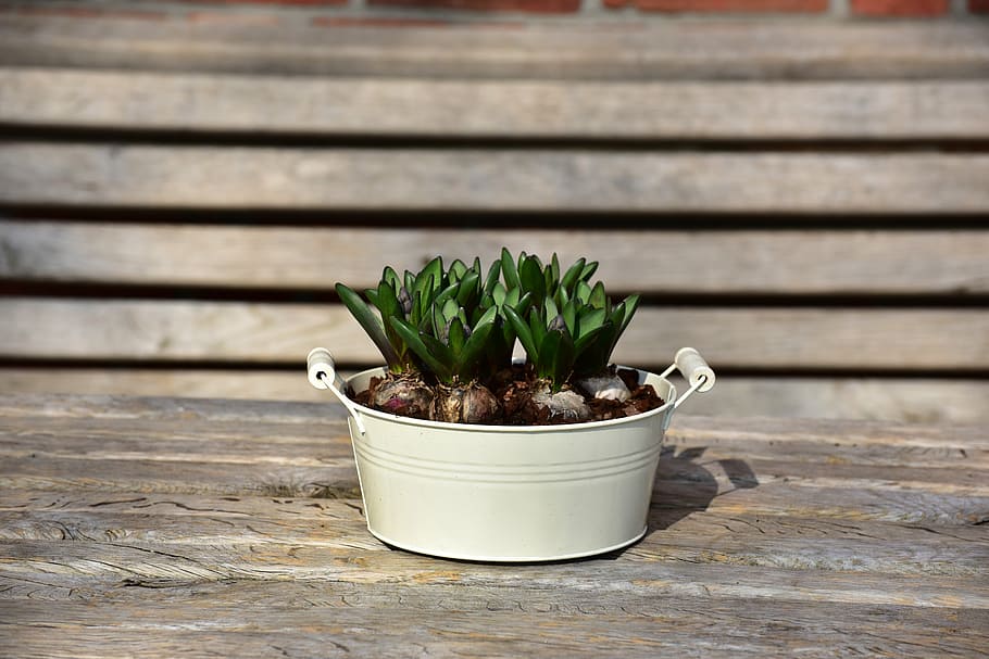 flowerpot, deco, flowers, spring, hyacinth, wood - material HD wallpaper