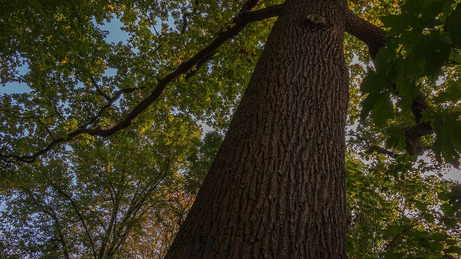 tree, forest, forests, leaves, old tree, log, wood, autumn HD wallpaper
