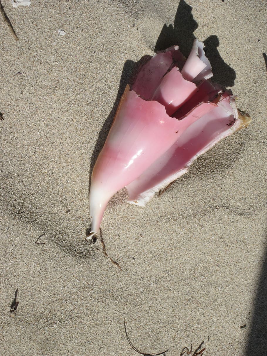 Shell, Sand Dunes, beach, pink color, no people, outdoors, frozen food HD wallpaper