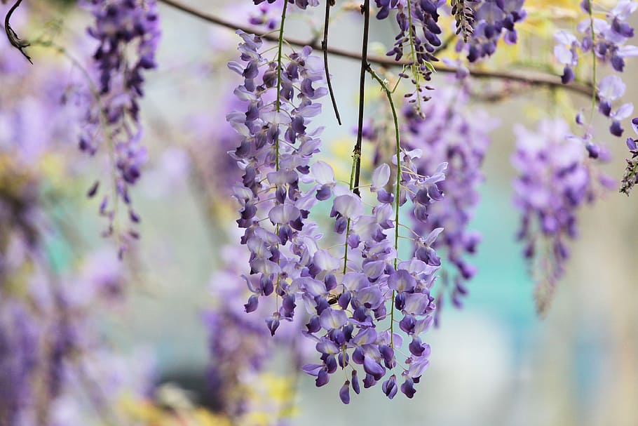 selective focus photography of purple wisteria flower, plant, HD wallpaper