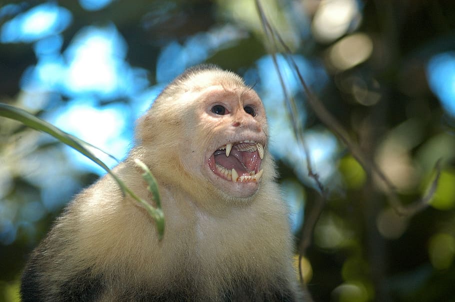 nature, monkey, wild, screaming, primate, mammal, mouth, mouth open HD wallpaper