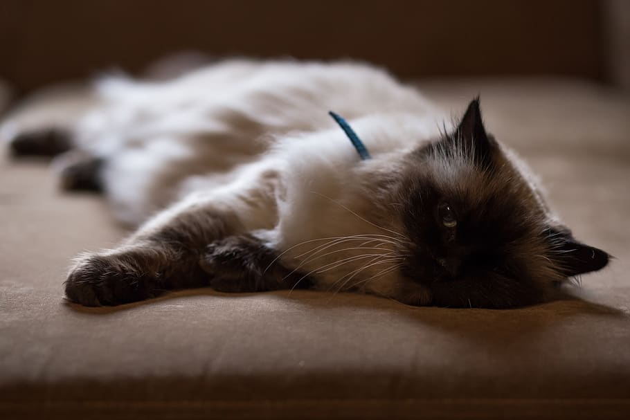 couch, cat, animal, pet, domestic, animal themes, mammal, domestic cat HD wallpaper