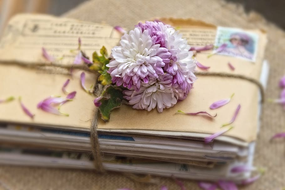 white and purple chrysanthemums on envelopes, correspondence, HD wallpaper