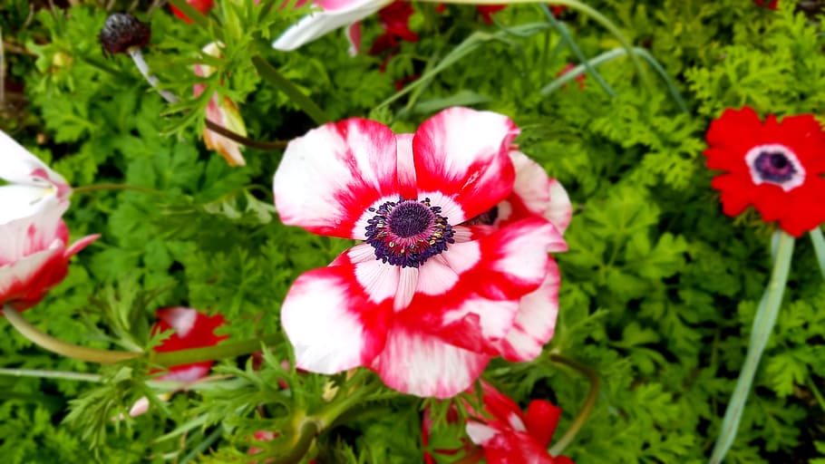 Flower, Garden, Iris, White, red, pink, nature, blossom, spring HD wallpaper