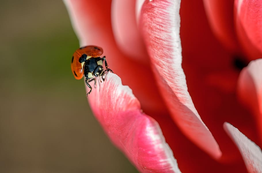 ladybug, insect, red, spring, summer, beetle, ladybird, nature HD wallpaper