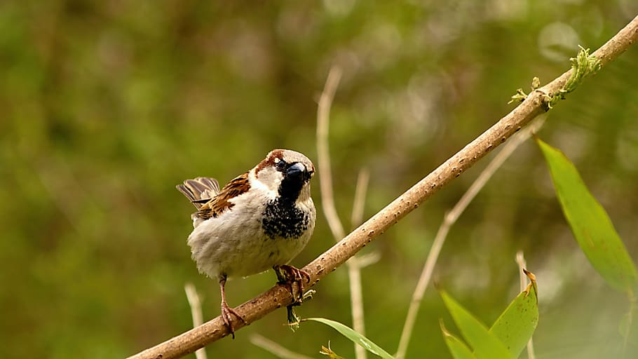 sparrow, bird, birds, tree, russet, sparrows, beak, avian, ornithology, HD wallpaper