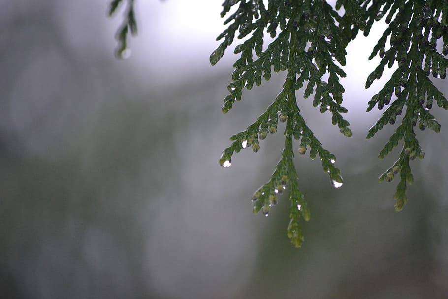 tree, rain, dripping, spring, plant, beauty in nature, growth HD wallpaper
