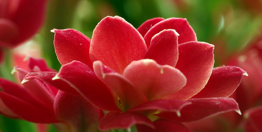 red, flower, the petals, prosper, potted, purple, minor, delicate HD wallpaper