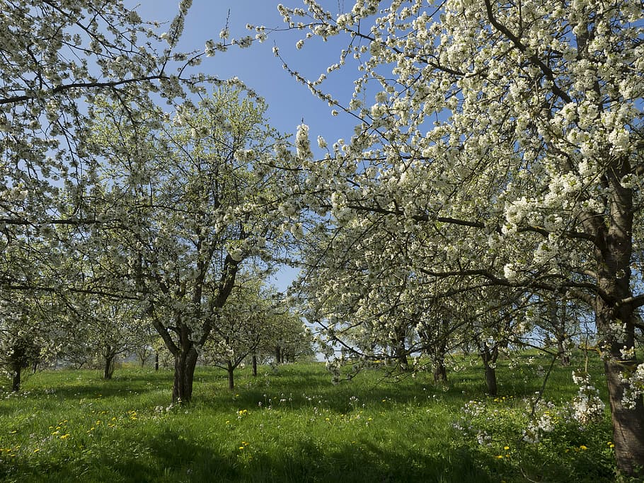 orchards, garden, nature, spring, cherry, flower, plant, tree HD wallpaper