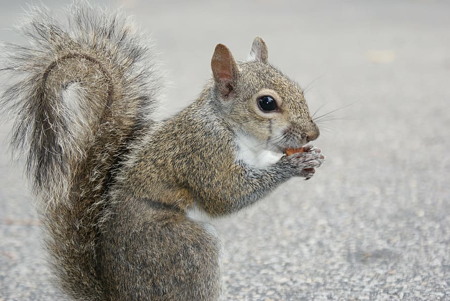 macro shot of brown rodent, squirrel, nut, chipmunk, fluffy HD wallpaper