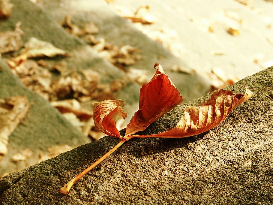 selective focus photography of dried brown leaf on gray concrete surface HD wallpaper
