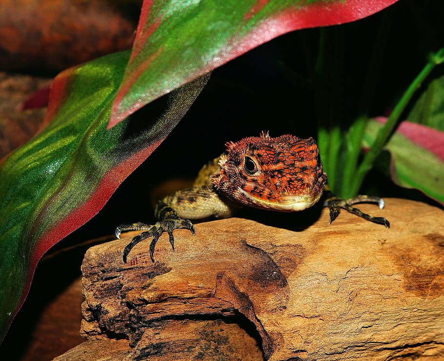 red and brown lizard, reptile, scale, terrarium, urtier, dry HD wallpaper