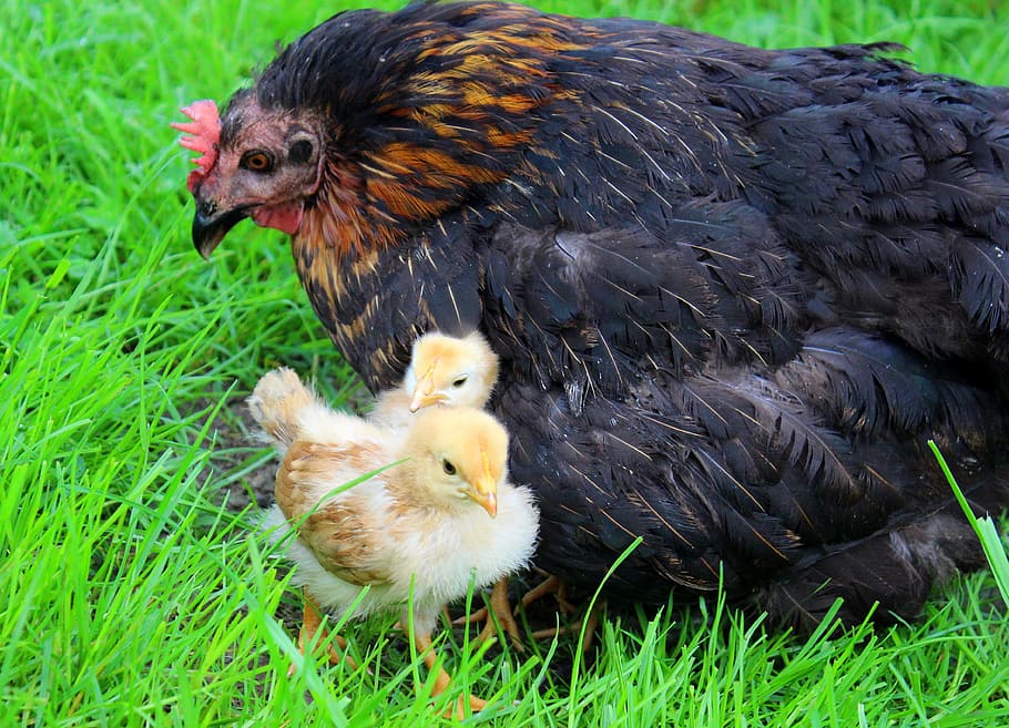 black hen with chicks on grass, yellow, mother hen, shelter, hide, HD wallpaper