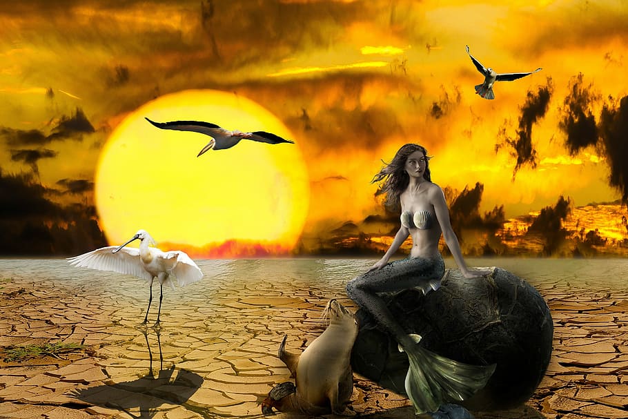 mermaid sitting on rock beside seal and white stork golden hour illustration, HD wallpaper