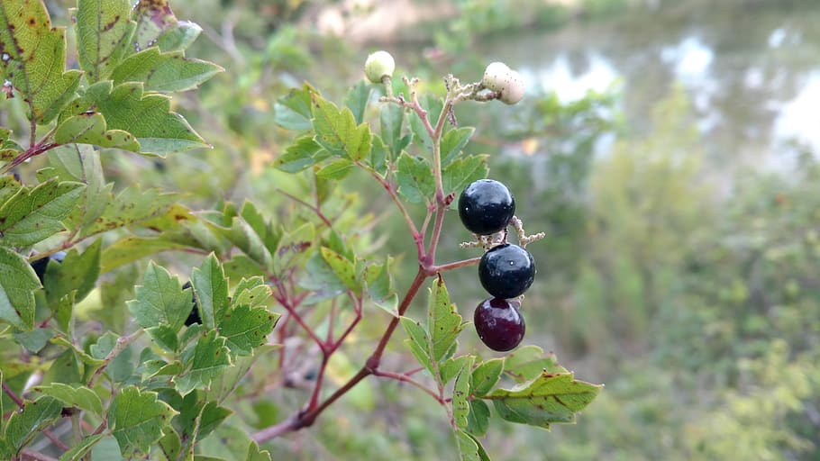 berries, bush, wild, fruit, healthy eating, plant, food and drink HD wallpaper
