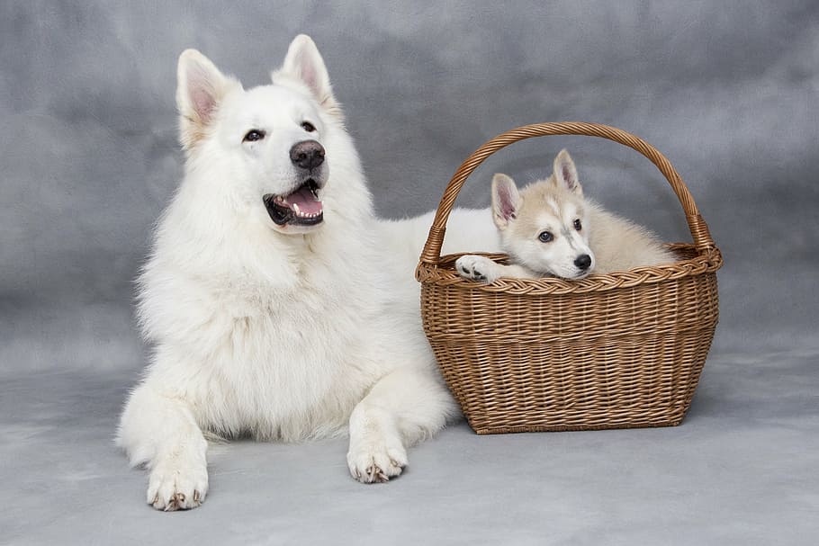 white Siberian husky with puppy on basket, cute, sweet, dog, animals