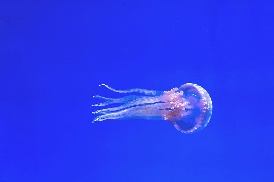 gray jellyfish photo, aquarium, blue, exotic, pink, swimming HD wallpaper