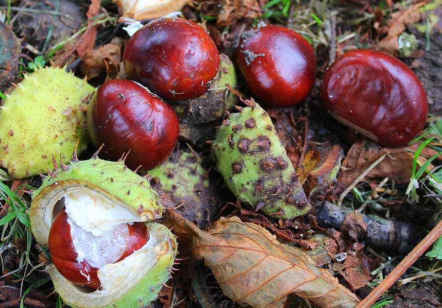 chestnuts, horse chestnut, autumn, tree, autumn weather, seasons of the year, HD wallpaper