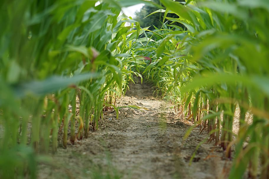 cornfield, landscape, agriculture, arable, corn on the cob, HD wallpaper