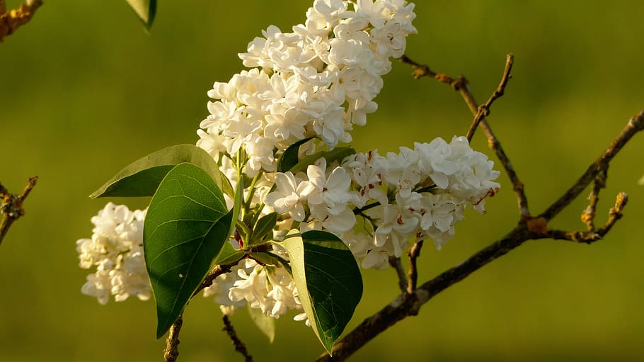 lilac, white, white lilac, spring, flowers, plant, nature, lilac flower HD wallpaper