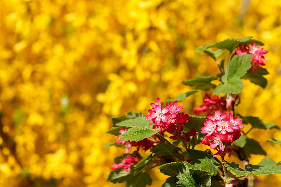 spring, flowers, close, branch, nature, yellow, green, red HD wallpaper