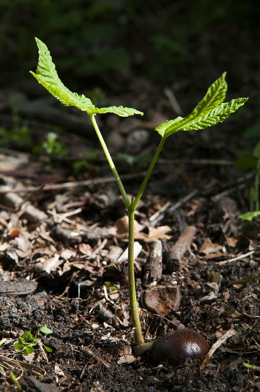 forest, chestnut, spring, button, tree, seedling, growth, sprout HD wallpaper