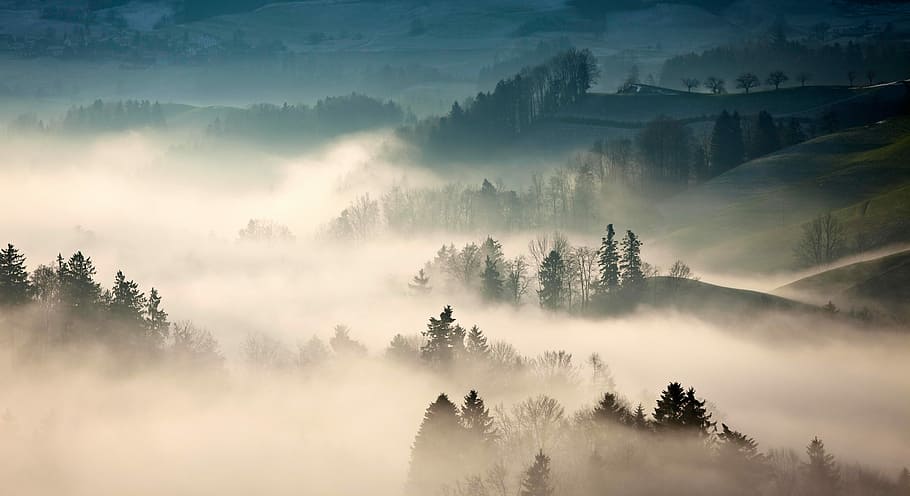 trees covered with fog during daytime, forest covered in fog HD wallpaper