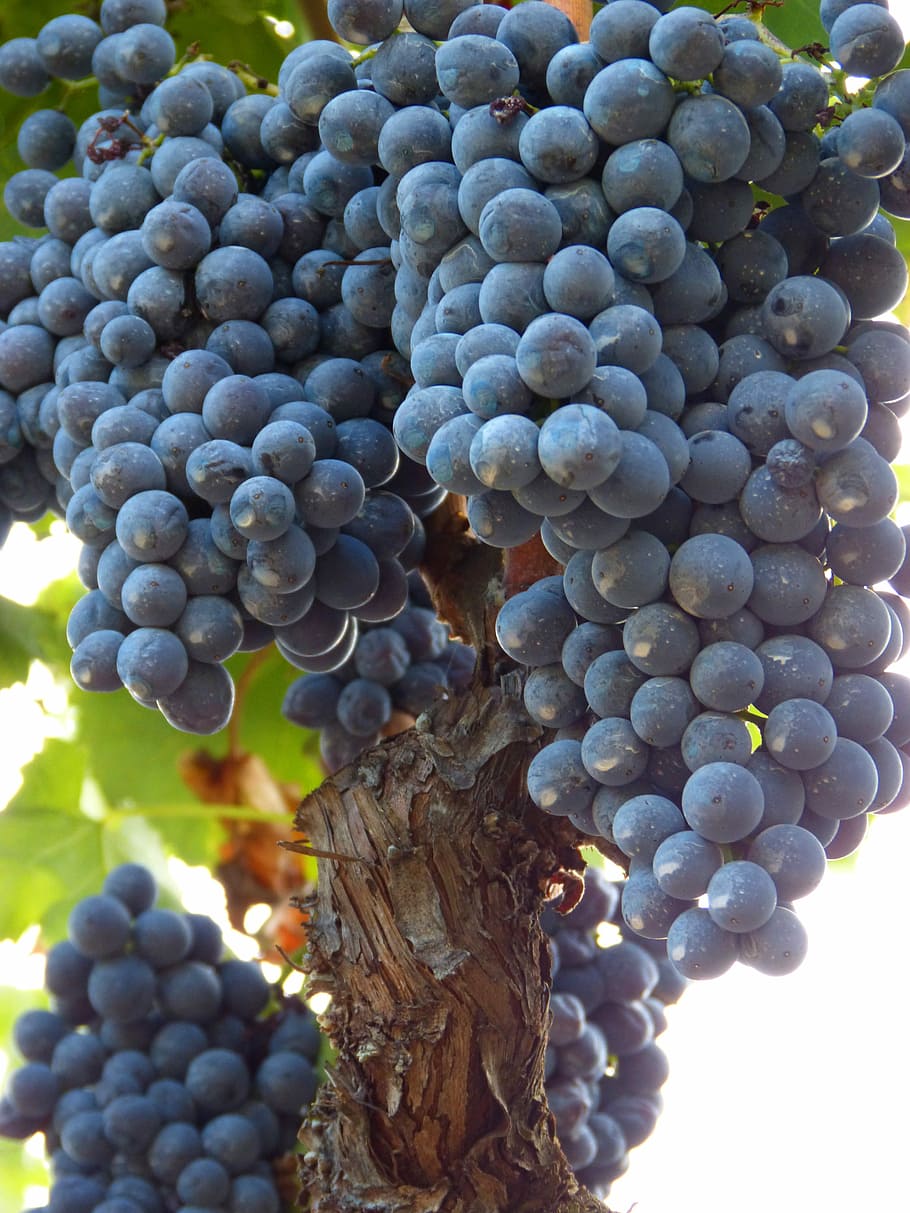 Priorat, Grape, Cluster, Vine, Red Wine, vineyards, fruit, bunch HD wallpaper