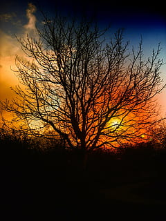 silhouette of bare tree during sunset, beautiful, sky, clouds HD wallpaper