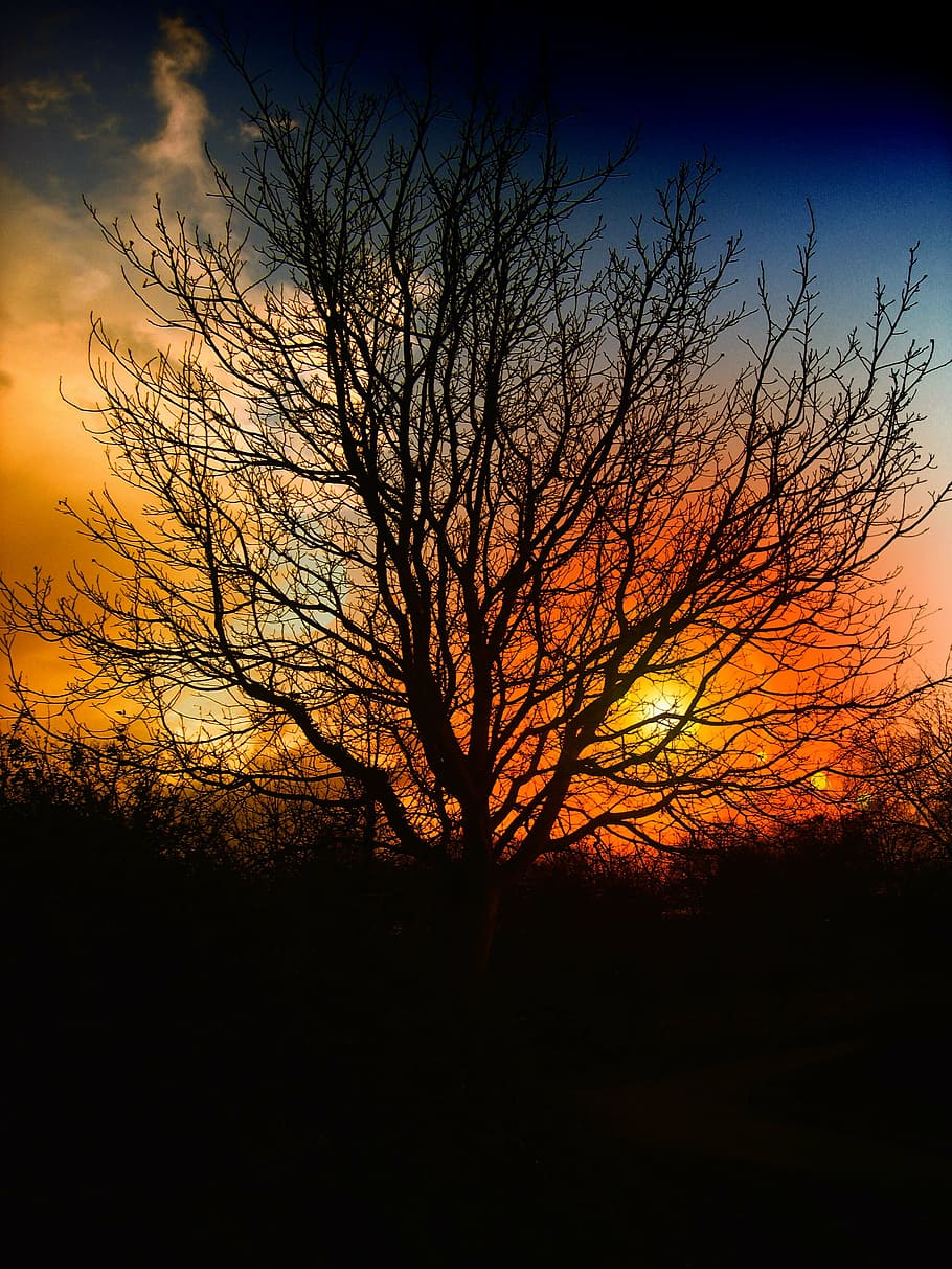 silhouette of bare tree during sunset, beautiful, sky, clouds HD wallpaper