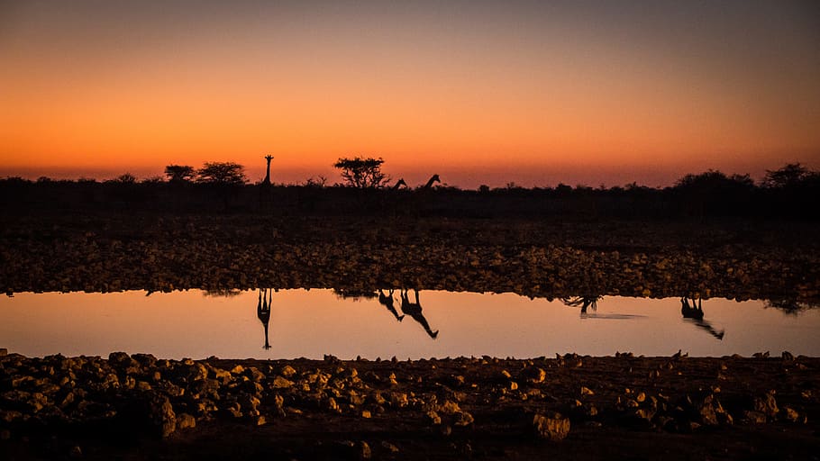 silhouette of giraffe, namibia, wildlife, africa, etosha, landscape, HD wallpaper