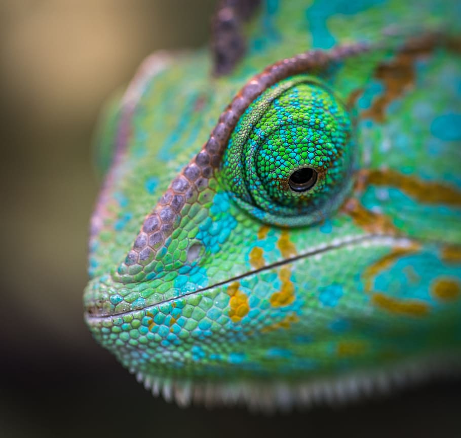 selective focus photography of chameleon, macro, eye, snout HD wallpaper