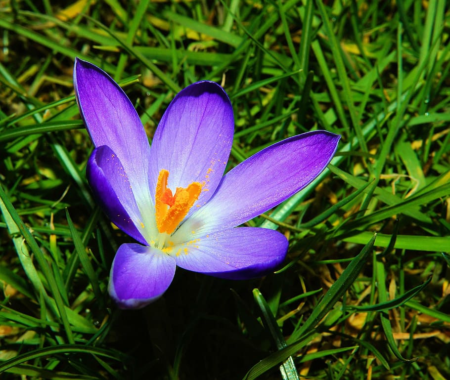 crocus, blossom, bloom, flower, purple, spring, close, frühlingsanfang HD wallpaper