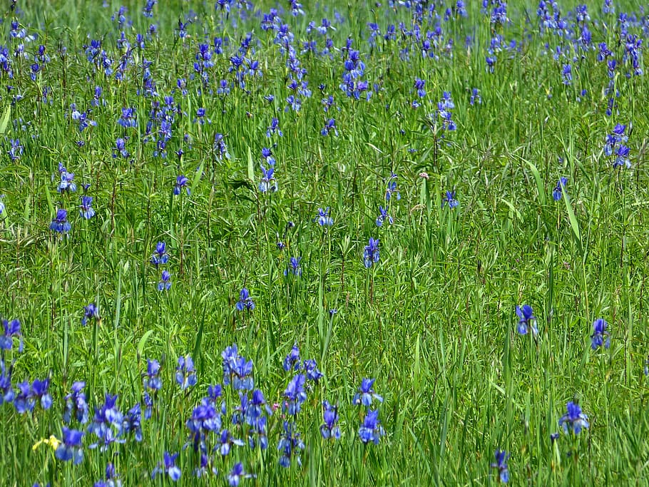 Flower, Flower, Meadow, Iris, flower meadow, blue, flowers, HD wallpaper