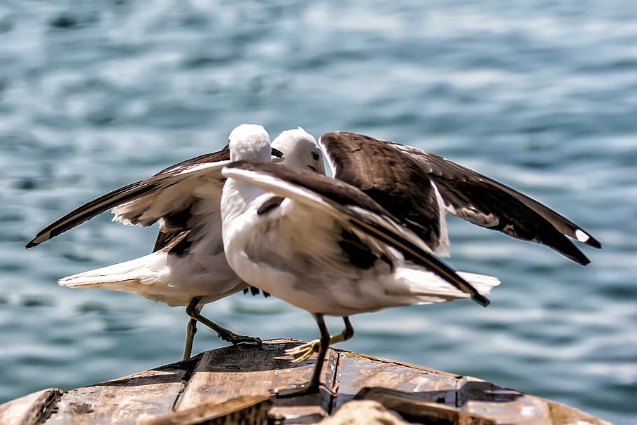 bird, litoral, mar, beach, sky, seagull, tropical birds, orla HD wallpaper