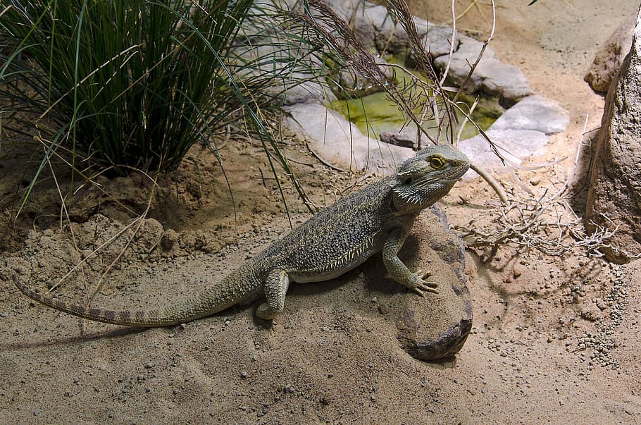 Dragon, Lizard, Animal, Scaly, Zoo, scale, terrarium, reptile HD wallpaper