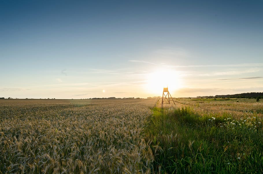green grass under blue sky at golden hour, wheat, grain, plant HD wallpaper