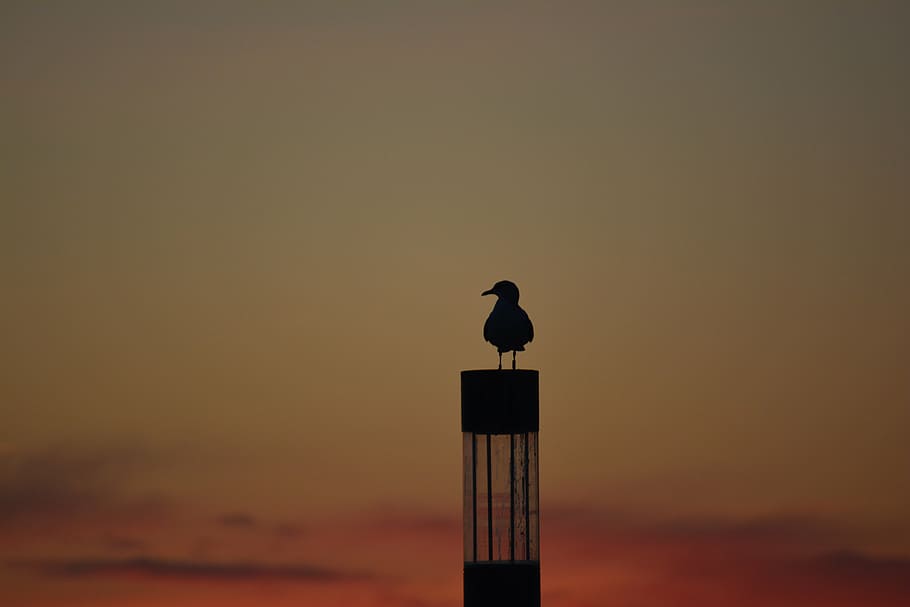seagull, sunset, outline, coast, mood, sky, evening, evening sky HD wallpaper