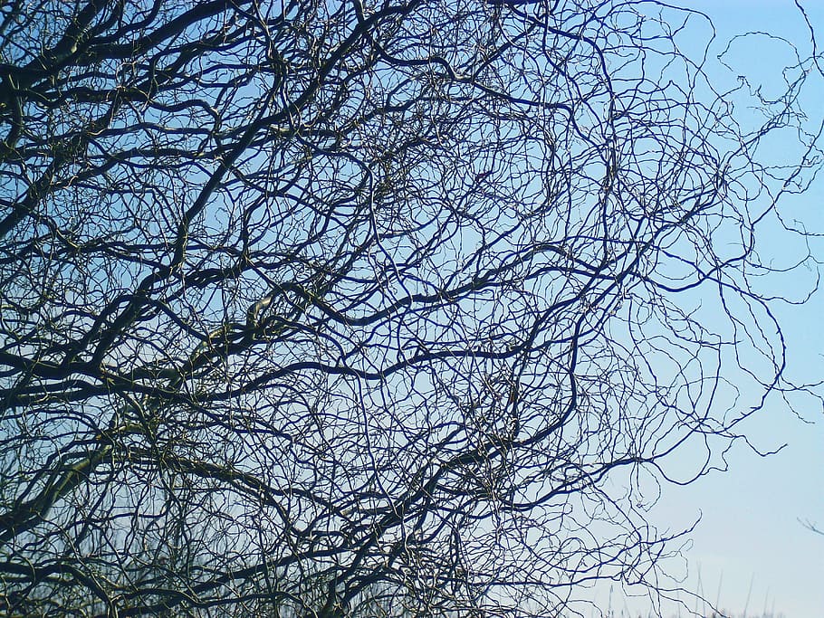 branch, trees, autumn, bare tree, sky, low angle view, plant HD wallpaper