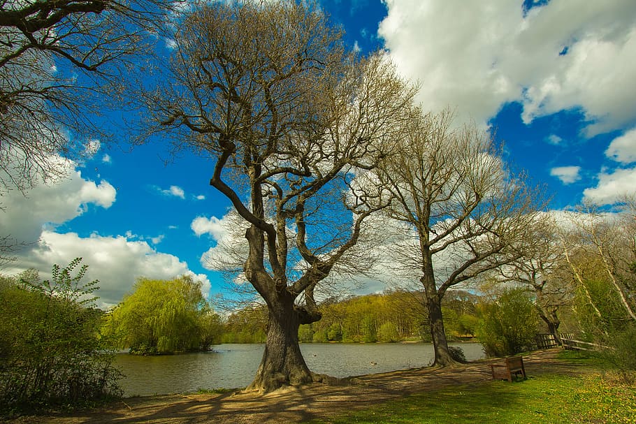 brown trees near lake at daytime, spring, nature, outdoors HD wallpaper