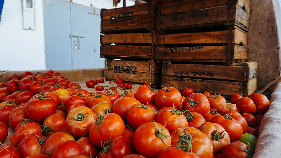 vegetable, red, tomato, plant, food, raw, fresh, harvest, fruit HD wallpaper