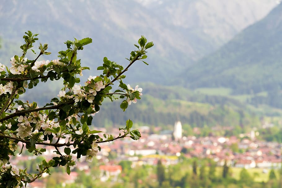 oberstdorf, apple tree, alpine, mountains, nature, allgäu HD wallpaper