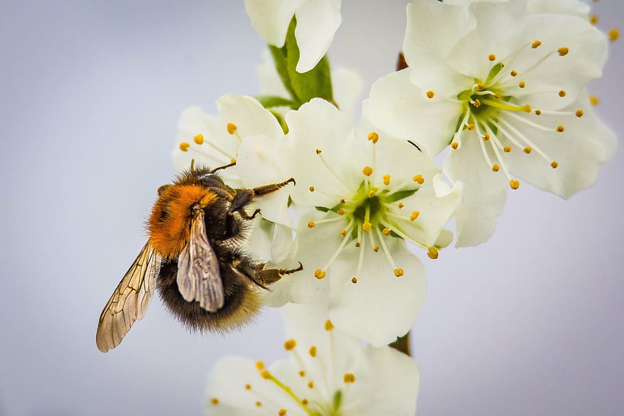 black bee perched on white petaled flower, blossom, bloom, hummel HD wallpaper