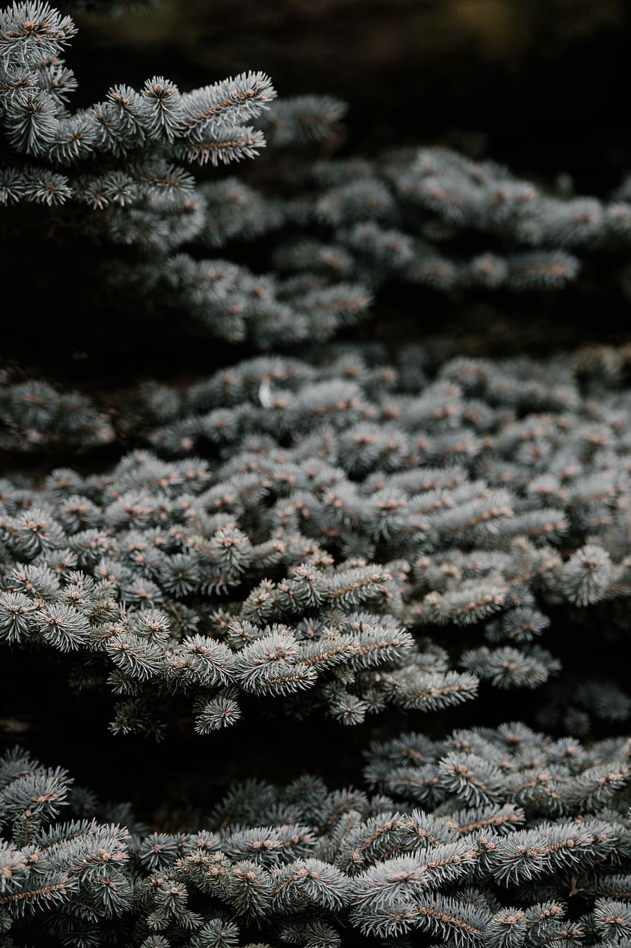 selective photography of leaf, green pine plant taken at daytime HD wallpaper