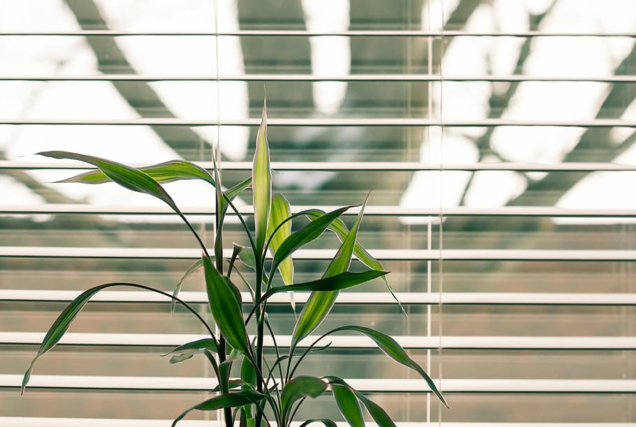 green leafed plant beside window blinds, untitled, foliage, focus on foreground HD wallpaper