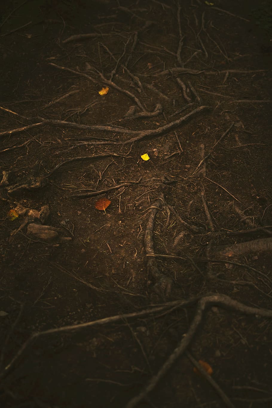 brown tree root, brown soil with roots photography, tree roots HD wallpaper