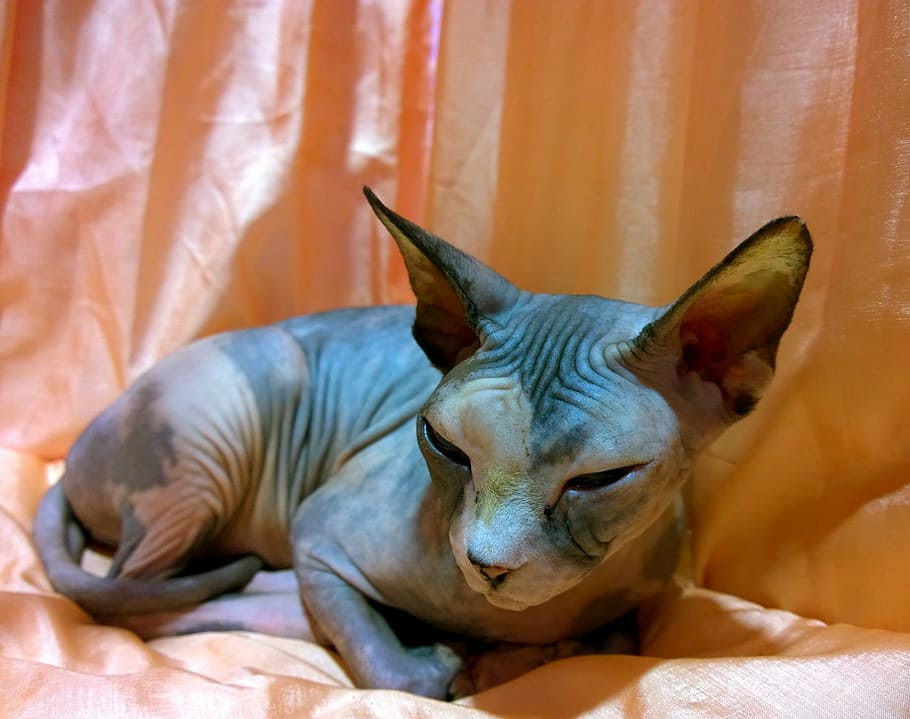 Sphinx lying on brown textile, sphynx cat, resting, hairless