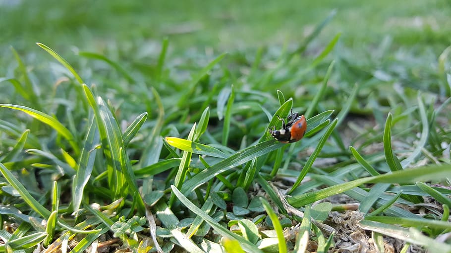ladybug, beautiful, summer, grass, insect, invertebrate, animal themes HD wallpaper